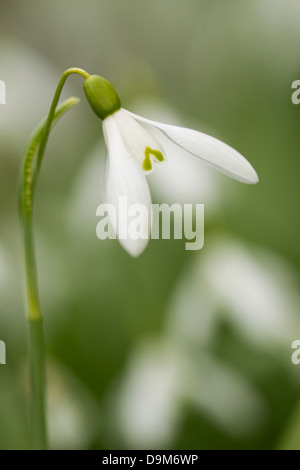 Common Snowdrop Galanthus nivalis, in fiore a Middleton laghi, Staffordshire, Regno Unito nel marzo 2013. Foto Stock