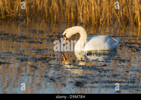 Cigno Cygnus olor, adulti, si nutrono di erbaccia, Blakeway, Somerset, Regno Unito in gennaio. Foto Stock