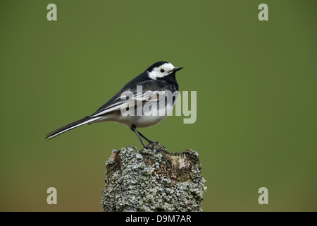 Pied wagtail Motacilla alba yarrellii, maschio adulto, appollaiato lichen coperto post, Aberhirnant, Gwynedd, nel Galles a maggio. Foto Stock