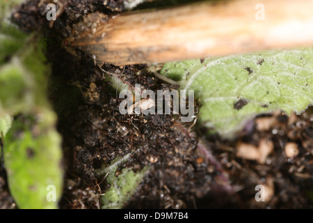 Le formiche in un nido disturbato il ricovero di uova dalla luce solare Foto Stock