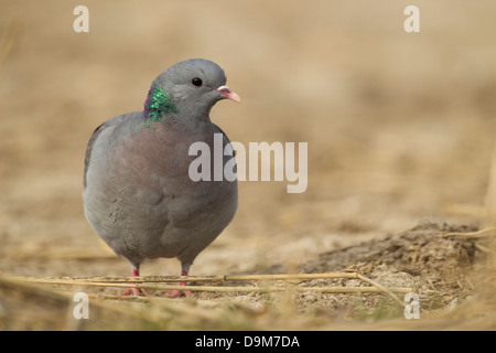 Magazzino colomba Columba oenas, adulto, rovistando sul set-aside raccolto, Berwick Bassett, Wiltshire, Regno Unito in aprile. Foto Stock