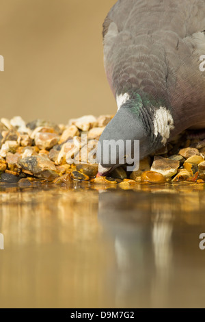 Comune il colombaccio Columba palumbus, adulto, bere dal pool, Berwick Bassett, Wiltshire, Regno Unito in aprile. Foto Stock