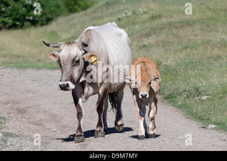 Bovini, Bulgaria, Maggio 2013 Foto Stock