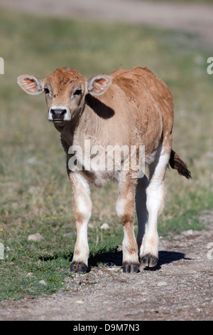 Bovini, Bulgaria, Maggio 2013 Foto Stock