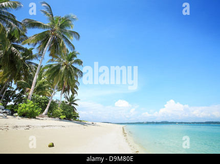 Alberi di palma tropicali in spiaggia di sabbia bianca Foto Stock