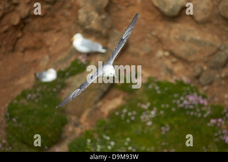 Fulmar (Fulmarus glacialis) in volo con hearring gabbiani in background Foto Stock