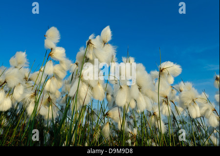 Hare's-tail cottongrass, tussock cottongrass inguainati cottonsedge, Eriophorum vaginatum, Scheidiges Wollgras Foto Stock