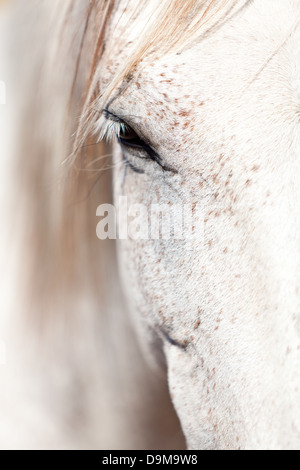 Bella Pura Raza Española pre cavallo andaluso all'aperto in estate Foto Stock