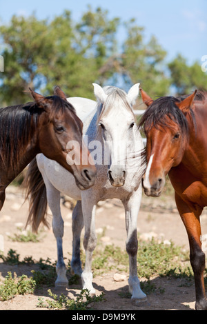 Gruppo di cavalli fuori horse ranch in estate tramonto ritratto Foto Stock