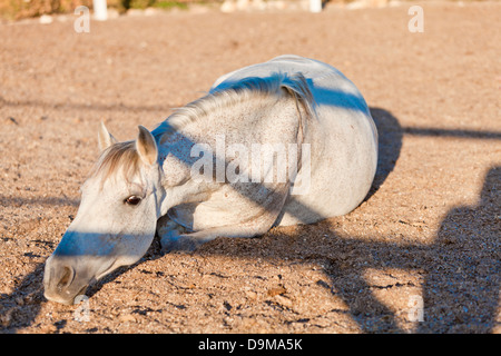 Bella Pura Raza Española pre cavallo andaluso all'aperto in estate Foto Stock