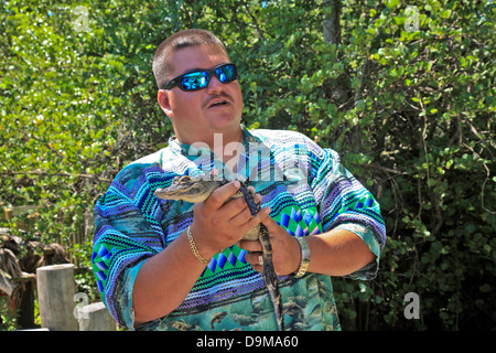 La piccola baia Alligator tenuto in mano da Native Tour Guide in Everglades National Park;Florida;USA Foto Stock