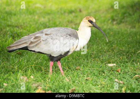 Il nero di fronte ibis Theristicus melanopis in piedi su un campo erboso Foto Stock