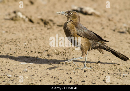 Grande femmina-tailed Grackle, (Quiscalus mexicanus), Bosque del Apache National Wildlife Refuge, Socorro Co., New Mexico, negli Stati Uniti. Foto Stock