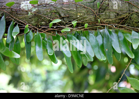 Le piccole foglie verdi bloccato in rami di albero. Foto Stock