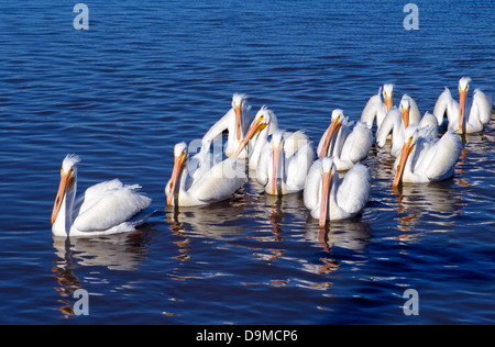 Un piccolo gregge di American pellicani bianchi noti per le loro bollette colorati nuotano insieme nelle acque blu della Baia di Galveston in Harris County, Texas, Stati Uniti d'America. Foto Stock