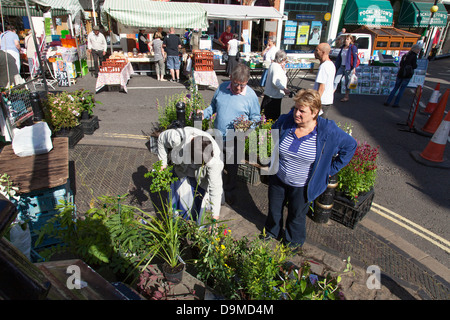 La pianta in stallo al mercato di Louth, Louth, Lincolnshire, England, Regno Unito Foto Stock