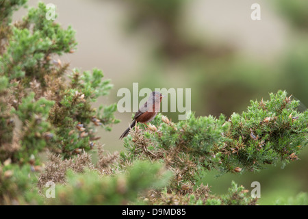 Dartford Trillo Sylvia undata maschio adulto arroccato su una boccola Gorse cantando Foto Stock