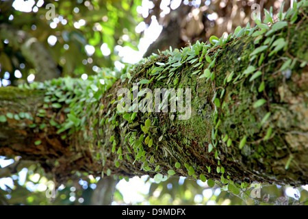 Piccole foglie di vite che cresce sui rami del grande albero. Foto Stock