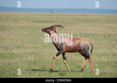 Topi in esecuzione, il Masai Mara,Kenya Foto Stock