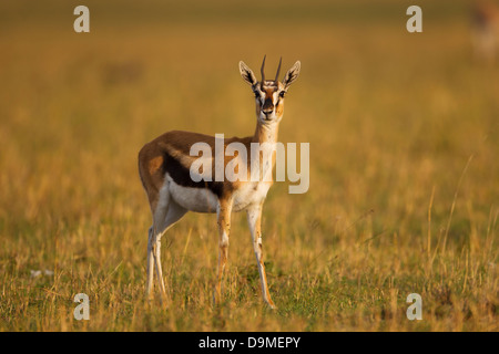 Thomson-Gazelle close up, il Masai Mara, Kenya Foto Stock