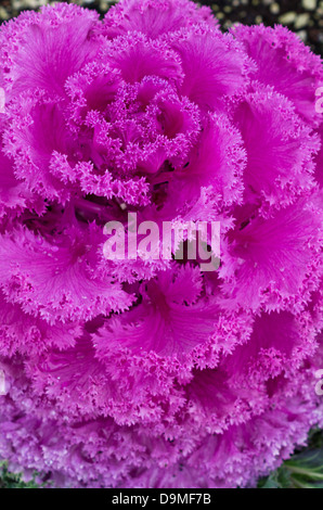 Red frilly lasciato kale ornamentali in giardino Foto Stock