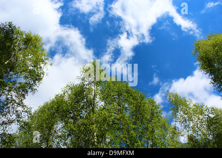 Immagine della sommità delle betulle in primavera Foto Stock