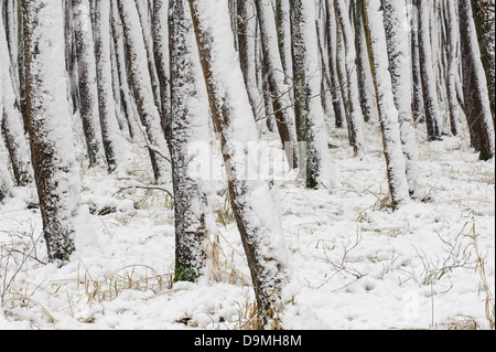 Inverno nel bosco di ontani, tronchi di alberi di neve Foto Stock