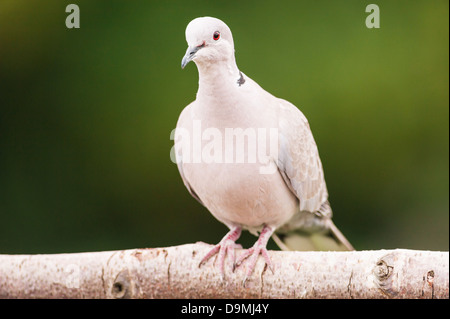 Una colomba a collare (Streptopelia decaocto) nel Regno Unito Foto Stock