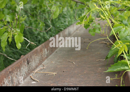 Questa è una foto di una vettura vecchia rampa di manutenzione che è diventato durante la corsa di edera e fogliame. Foto Stock