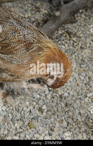 Brahma pollo in gabbia Gallus gallus domesticus Foto Stock