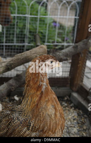 Cane guarda la Brahma pollo in gabbia Gallus gallus domesticus Foto Stock