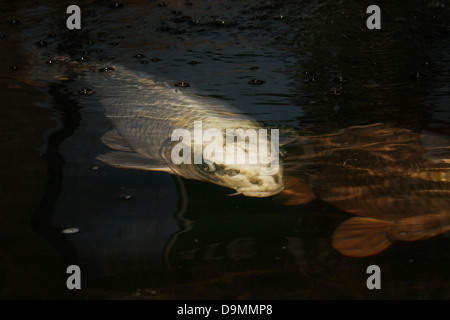 Carpe Koi pesci in laghetto. White Post Farm, Mansfield Road, Farnsfield, Nottinghamshire, England, Regno Unito Foto Stock