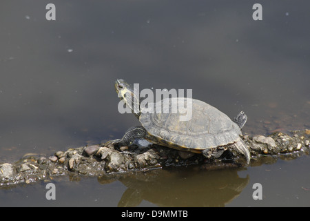 Cursore Yellow-Bellied basking. White Post Farm Trachemys scripta Foto Stock