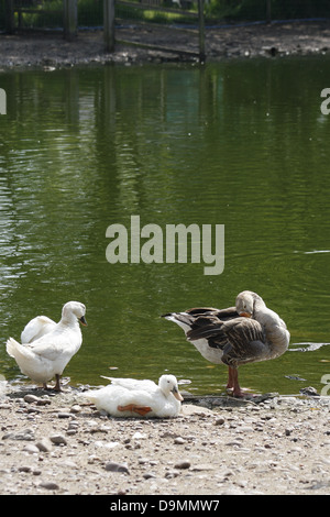 Le anatre di bianco e grigio lag goose Anas platyrhynchos domesticus Anser anser Foto Stock