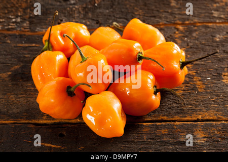 Organici di piccante e speziato Habanero Peppers contro uno sfondo Foto Stock