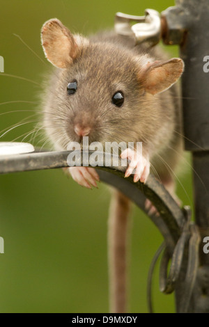 Marrone; Ratto Rattus norvegicus; in giardino; Regno Unito Foto Stock