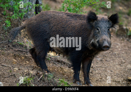 Il cinghiale (Sus scrofa): Ritratto di una donna, chiamati anche seminare, di Cazorla, Andalusia, Spagna Foto Stock