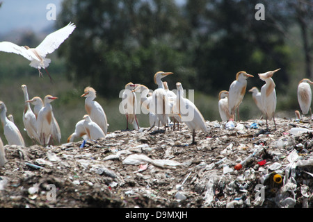 Grande gruppo di Spagnolo guardabuoi (Bubulcus ibis) foraggio su un sito di discarica - città dump (6 immagini in serie) Foto Stock