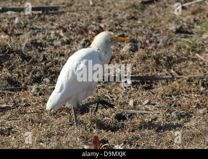 Airone guardabuoi (Bubulcus ibis) passeggiate e foraggio in delle zone umide costiere, Andalusia, Spagna meridionale Foto Stock