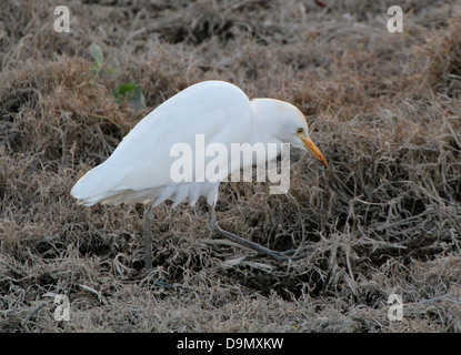 Airone guardabuoi (Bubulcus ibis) passeggiate e foraggio in delle zone umide costiere (8 immagini in serie) Foto Stock