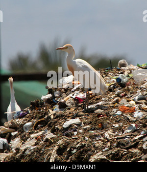 Grande gruppo di Spagnolo guardabuoi (Bubulcus ibis) foraggio su un sito di discarica - città dump (6 immagini in serie) Foto Stock