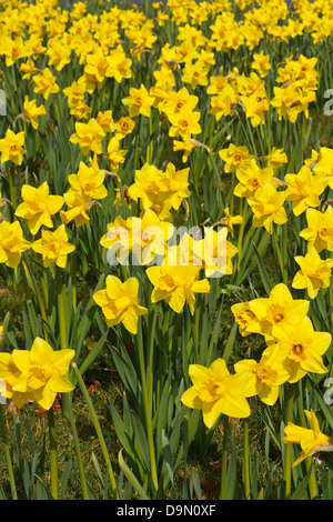 Giunchiglie in park un famoso simbolo della stagione primaverile i cui fiori fioriscono in primavera Foto Stock