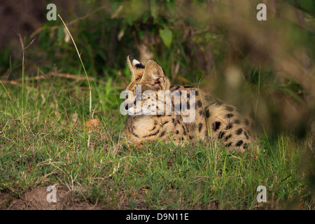 Serval Cat close-up, il Masai Mara, Kenya Foto Stock