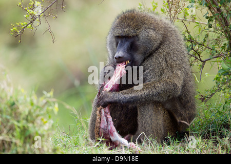 Babbuino oliva mangiare una gazzella, il Masai Mara, Kenya Foto Stock