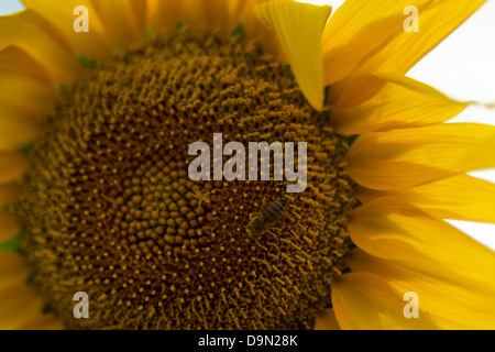 Un'ape per raccogliere il polline da un girasole Foto Stock