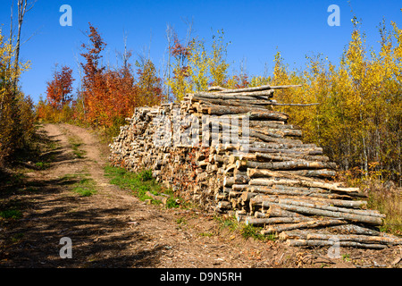 Alberi registrati per pasta di legno sovrapposti di legno accanto alla strada di accesso con alberi d'autunno. Foto Stock