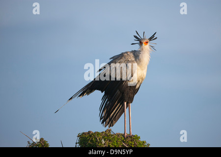 Segretario bird su un albero, il Masai Mara, Kenya Foto Stock