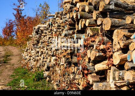 Alberi registrati per pasta di legno sovrapposti di legno accanto alla strada di accesso con alberi d'autunno. Foto Stock