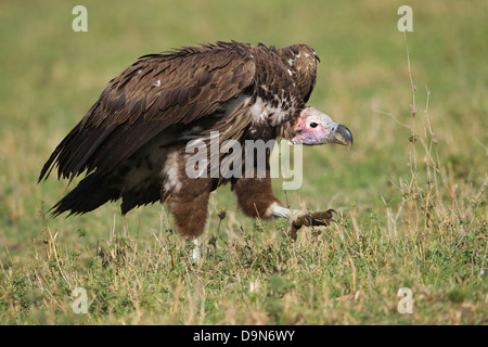 Lambito faccia Vulture close-up, il Masai Mara, Kenya Foto Stock