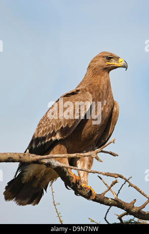 Steppa eagle su un albero, il Masai Mara, Kenya Foto Stock